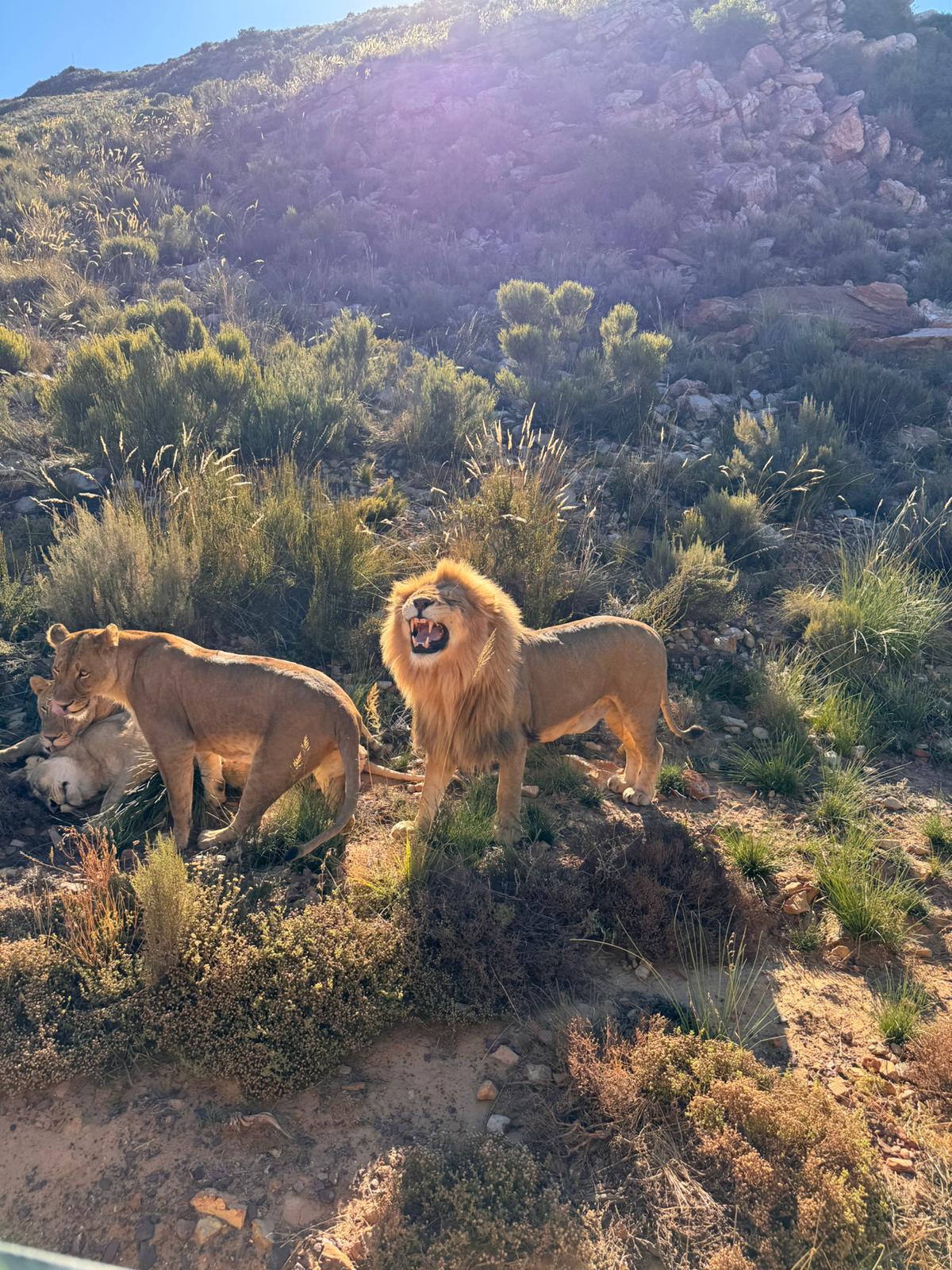 Aquila Game Reserve - Safari 3